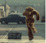 beardancer.gif