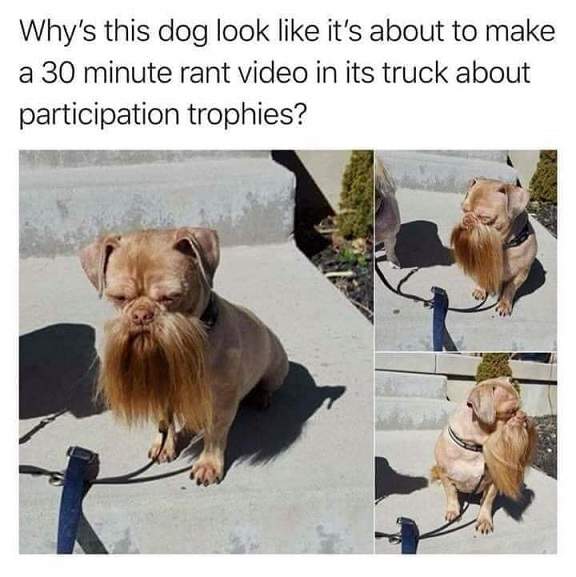 bearded dog.jpg