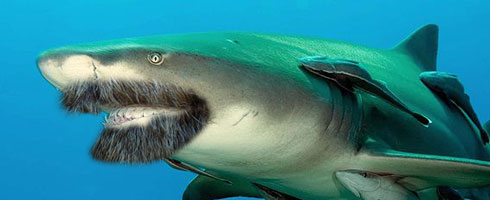 bearded-shark.jpg