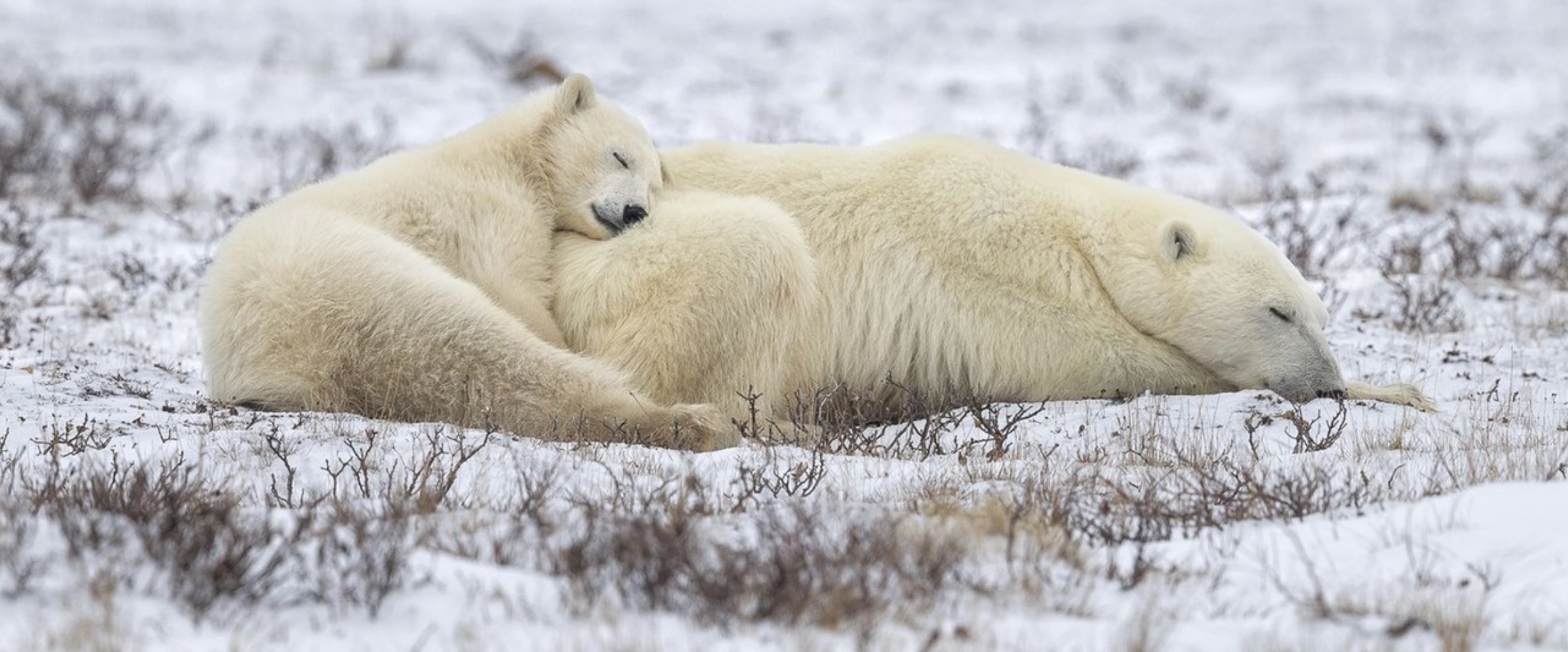 bears.jpg