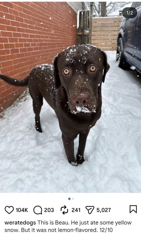 Beau dog.jpg