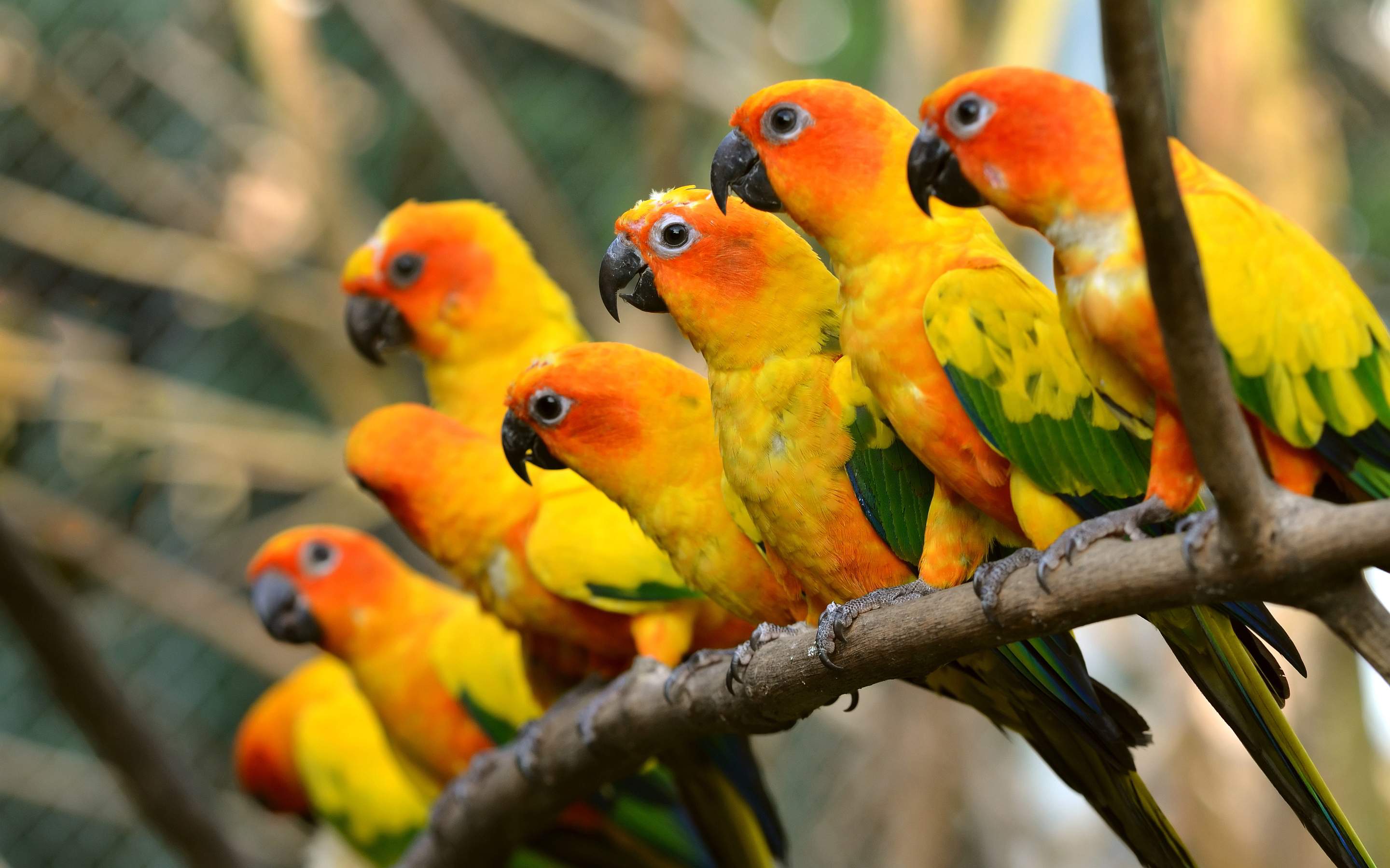 beautiful-parrots.jpg