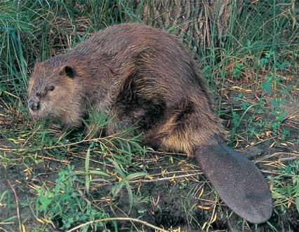 beaver_castor_canadensis_imagelarge.jpg