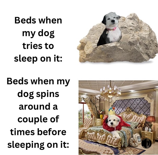 bed dog.jpg
