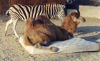 bed4.jpg