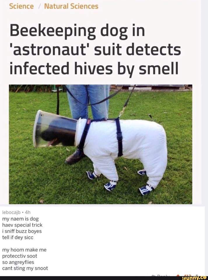 bee dog.jpg
