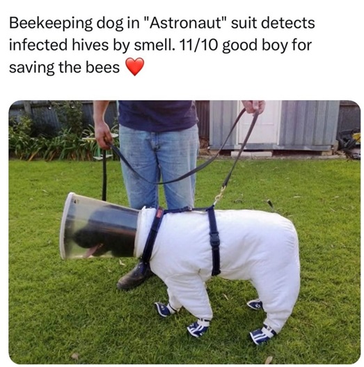 bee dog.jpg