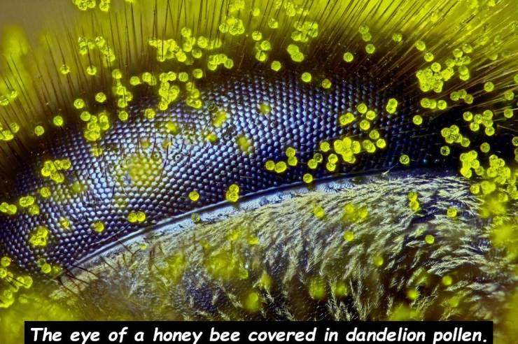 bee eye.jpg