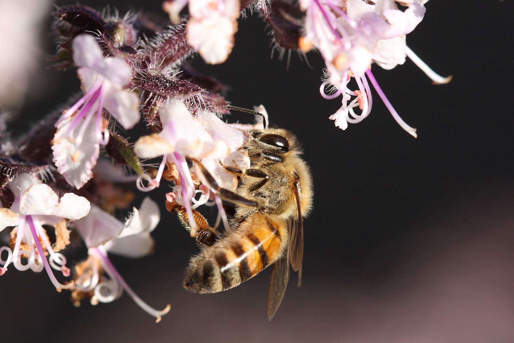 Bees_Honey_0049.JPG