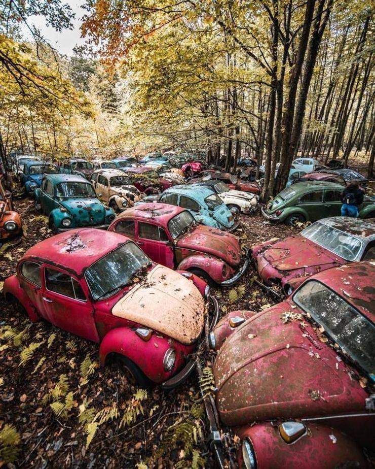 beetle grave yard.jpg