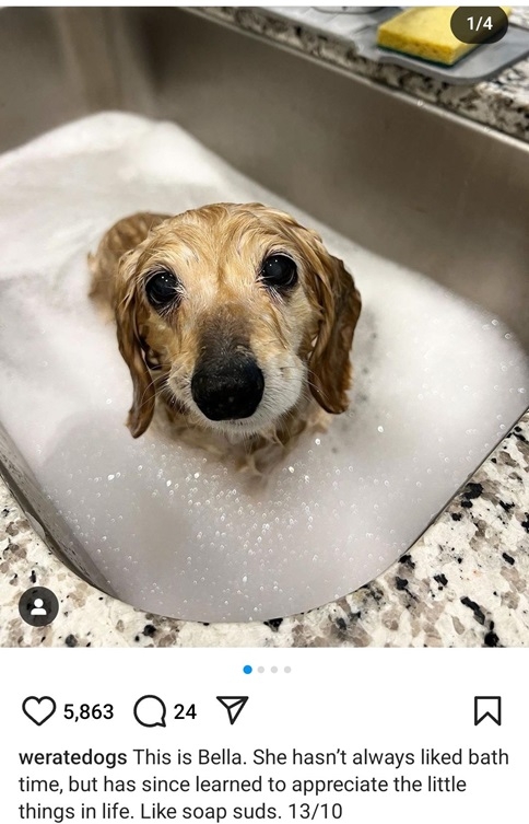 bella dog.jpg