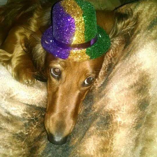 Bellas Mardi Gras Hat.jpg