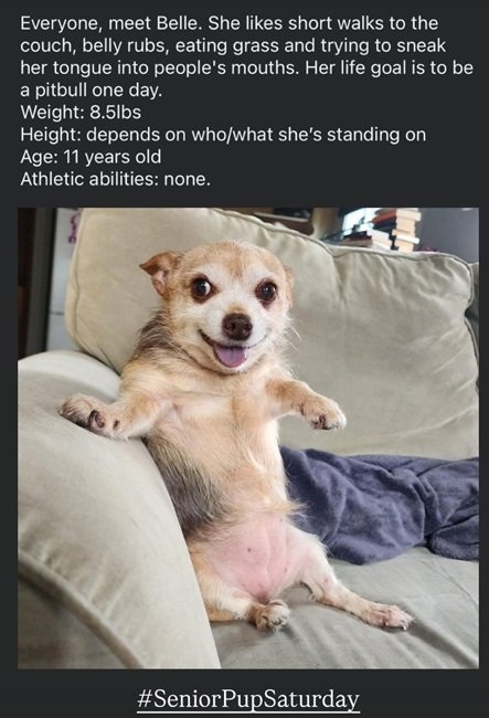 belle dog.jpg