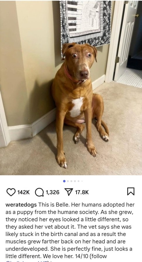 Belle dog.jpg