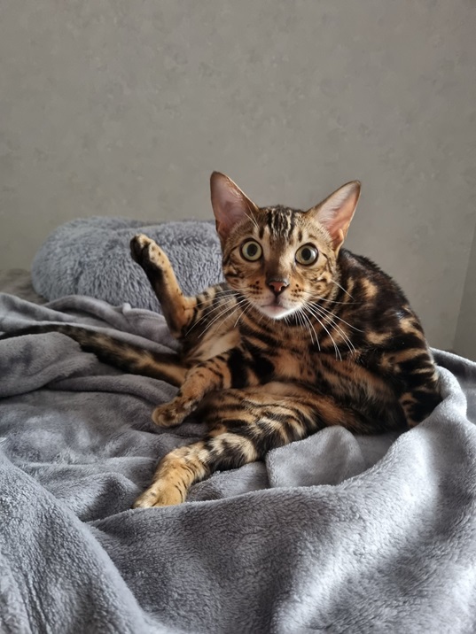 bengal cat.jpg