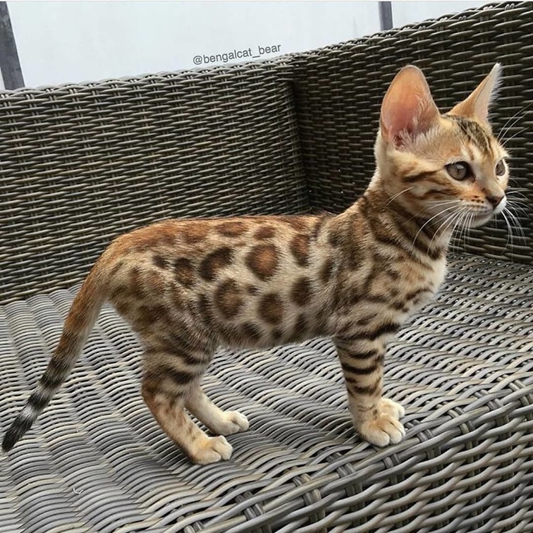 bengal kitten.jpg