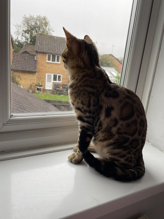 bengal window.jpg