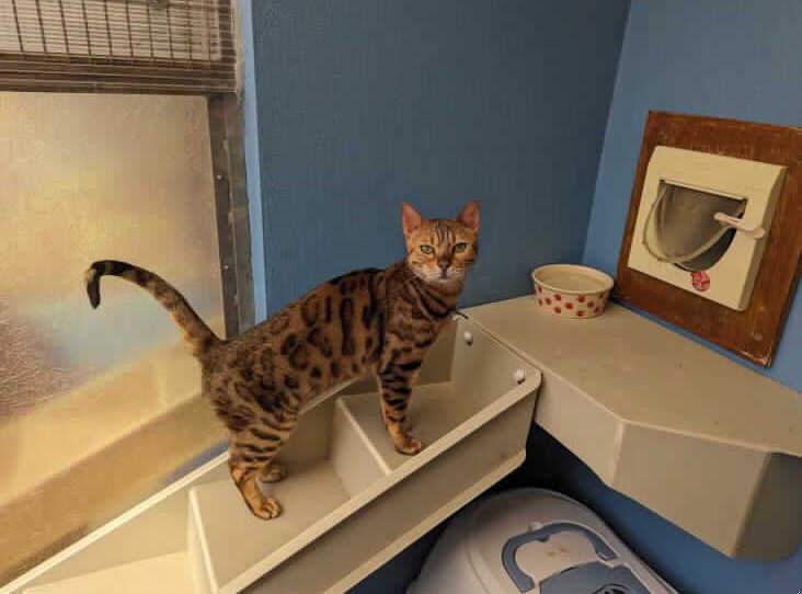 bengalcat.jpg