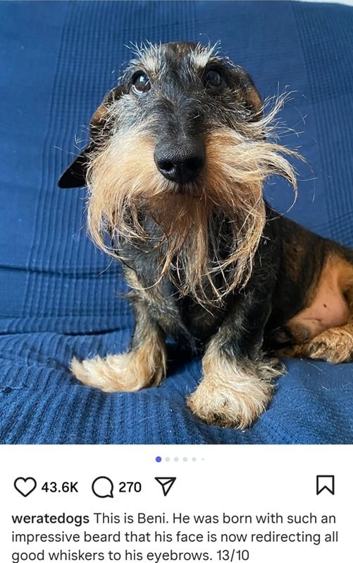 Beni dog.jpg