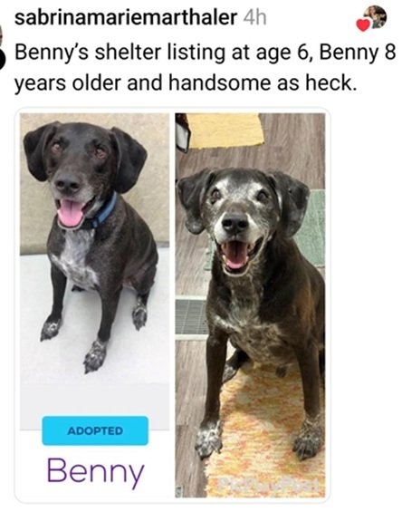 Benny dog.jpg