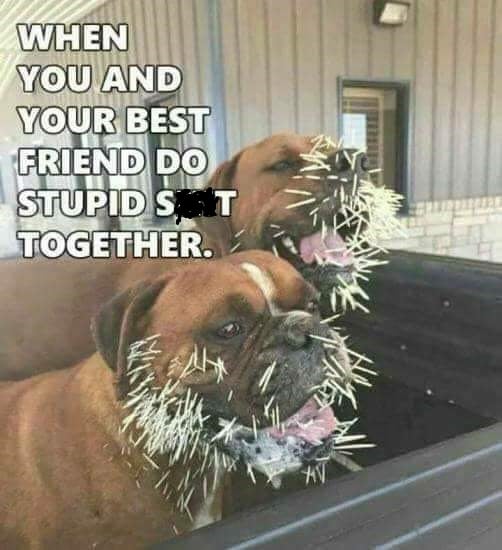 best friend dogs.jpeg