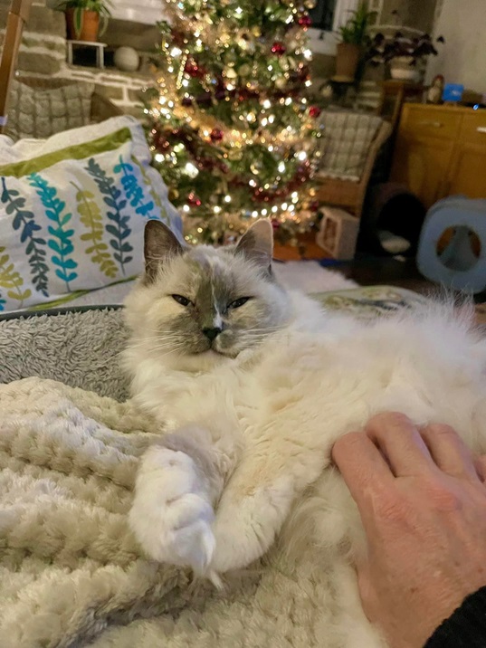 betty cat.jpg