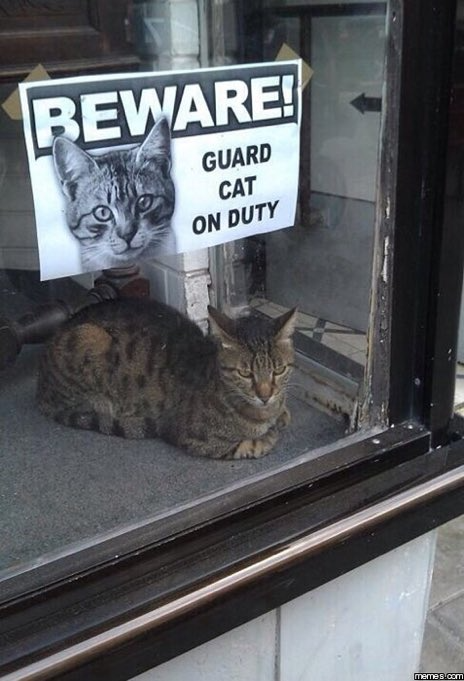 beware-guard-cat-on-duty-memescom.png