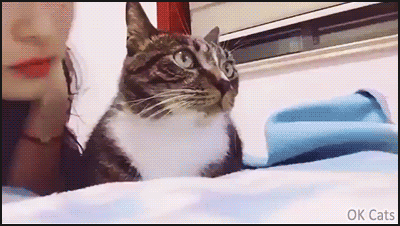 BF55D117-FFBF-493D-BFBE-7872CE361879.gif