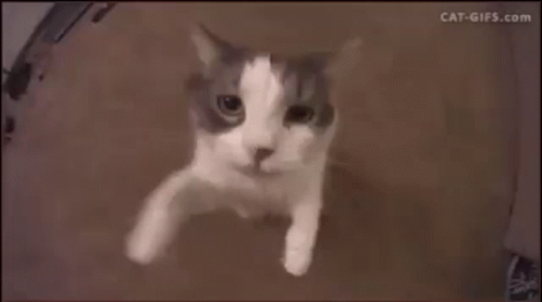 BFF96FDB-09A6-4116-8A08-665D9788D237.gif