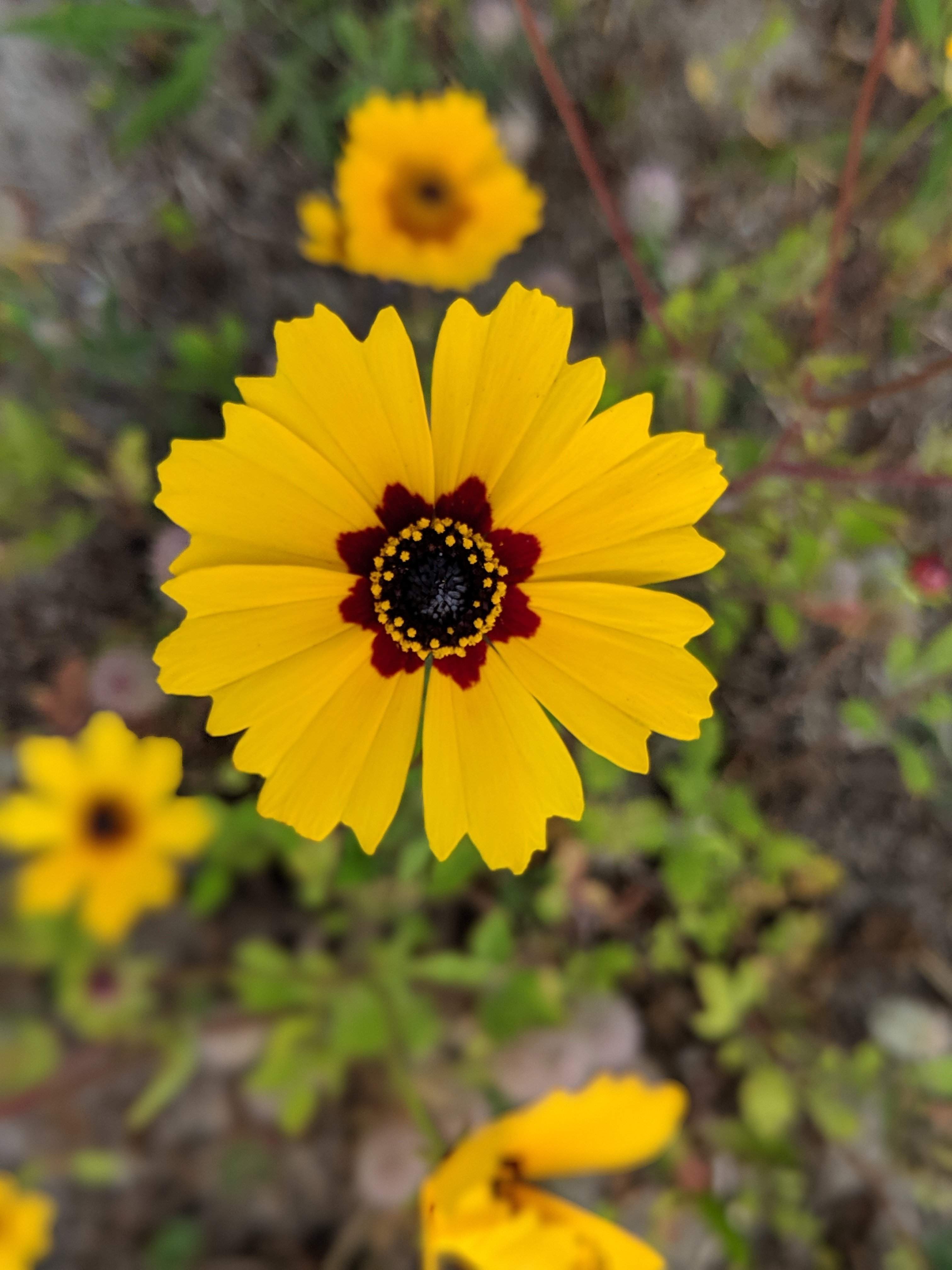 bfortflower2.jpg