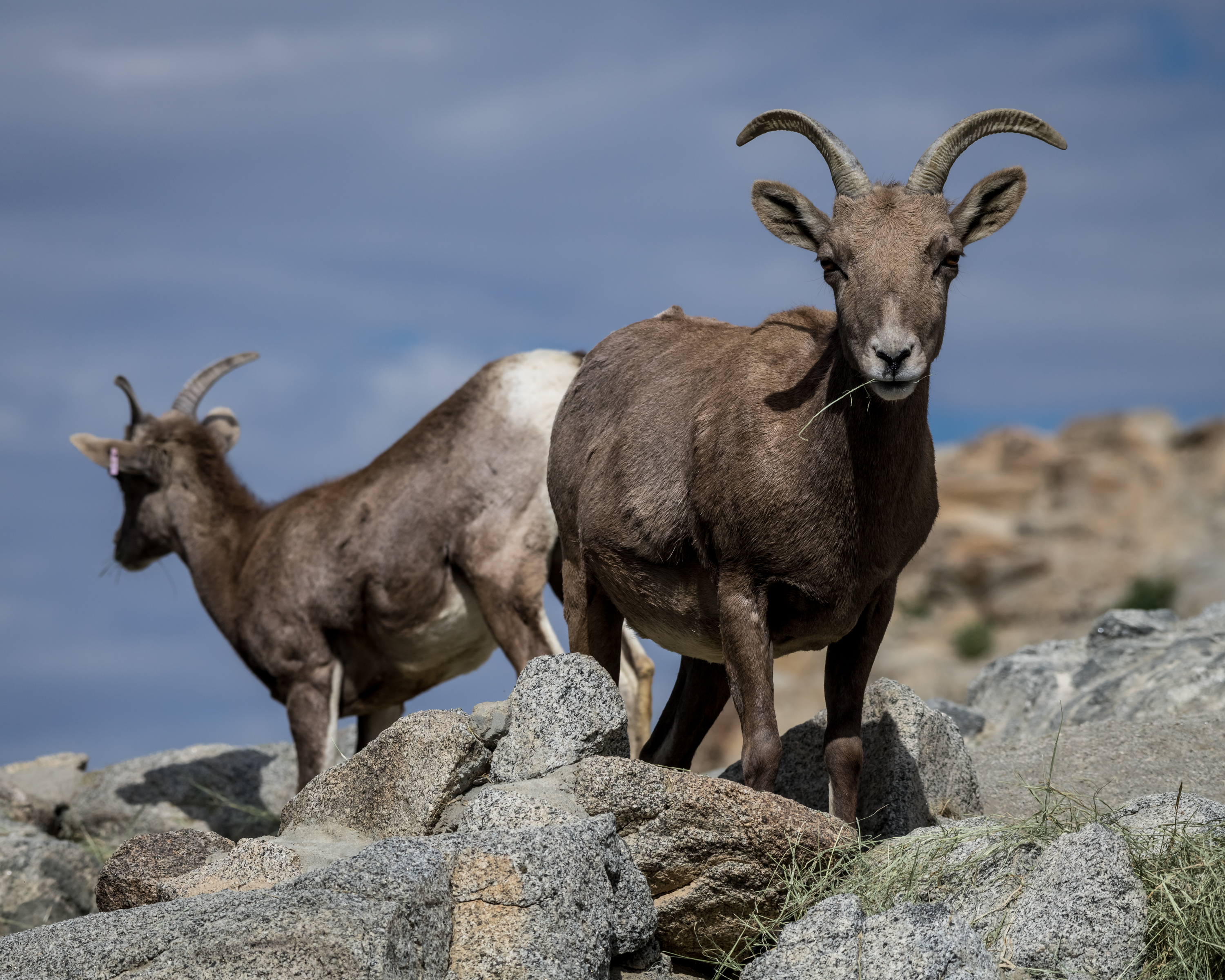 bhsheep-2653-2.jpg