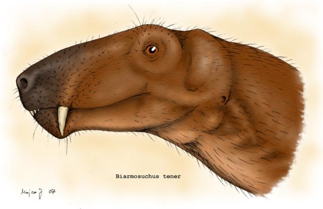 biarmosuchusWC.jpg