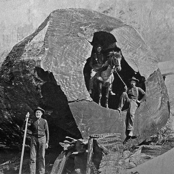 big log.jpg