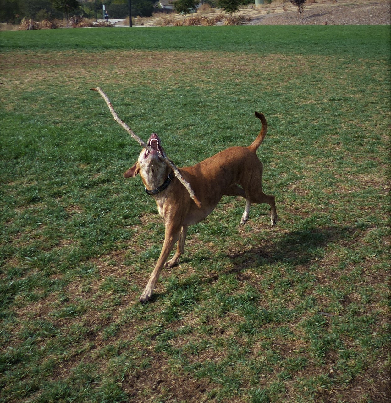 Big Stick 2.JPG
