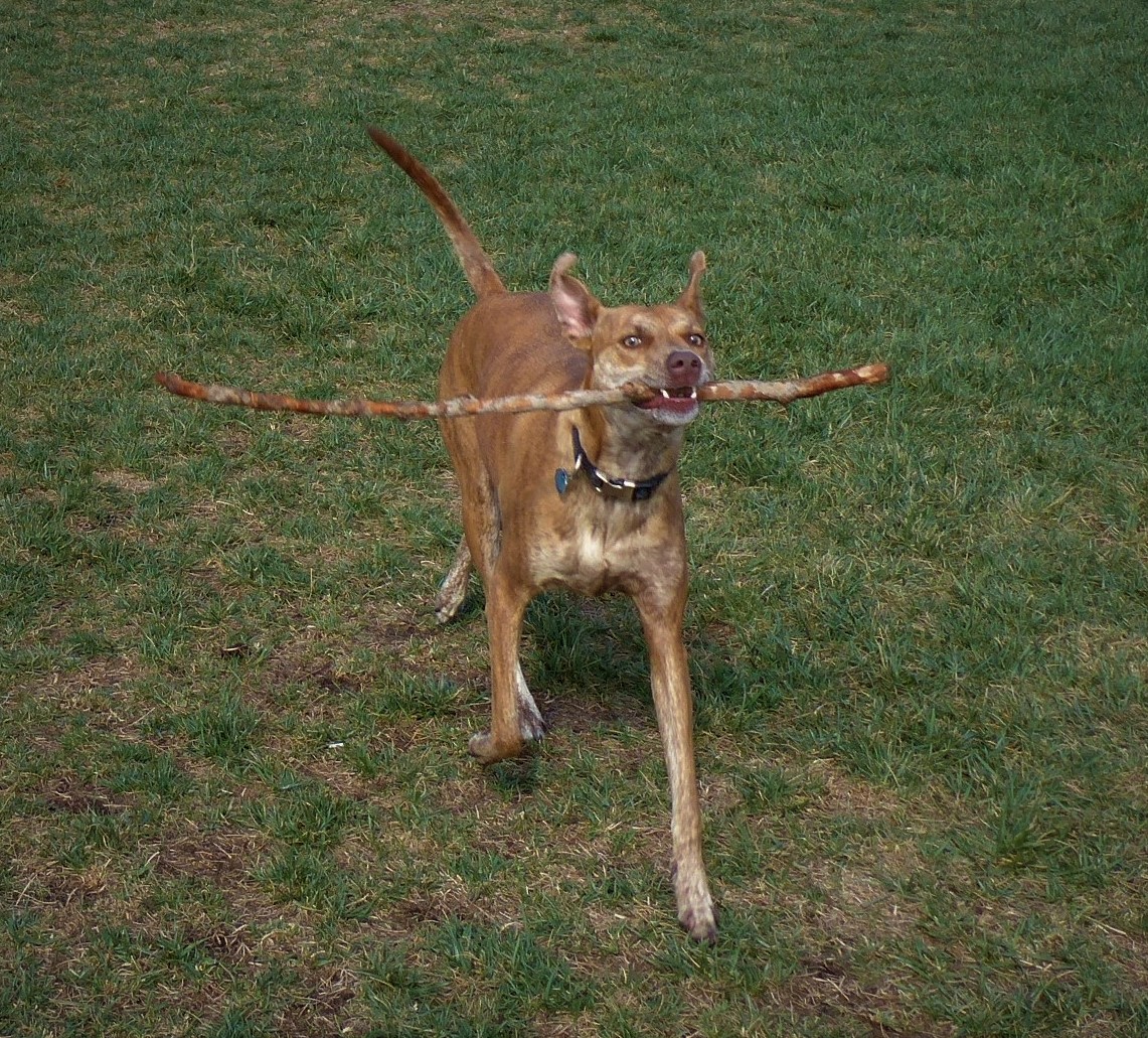 Big Stick.JPG