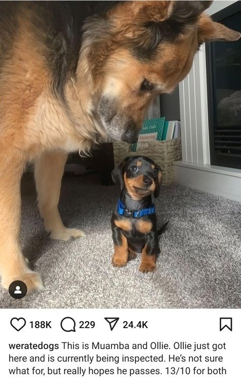 big tiny dog.jpg