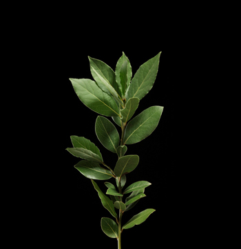 big_bay_laurel.jpg