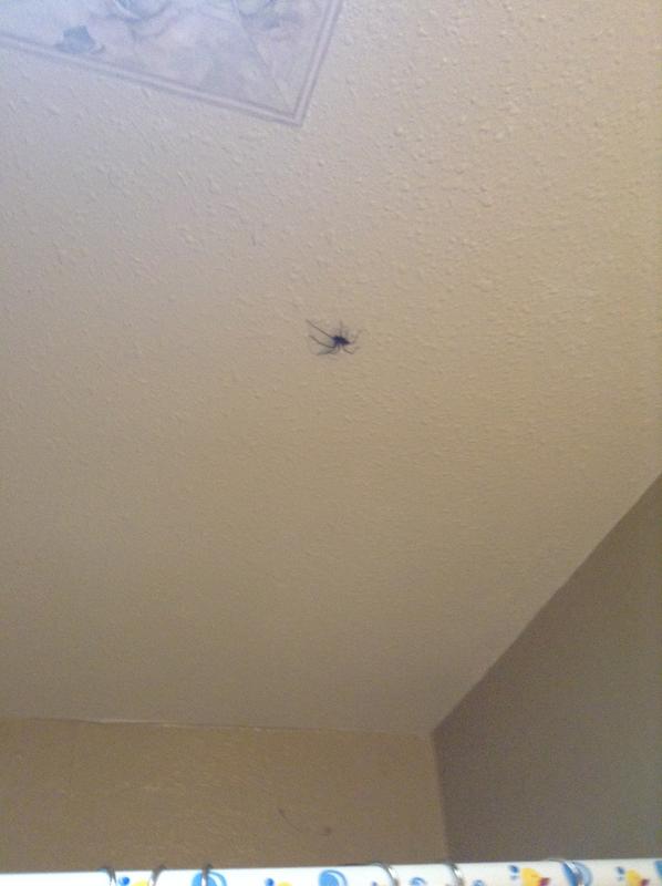 Big_Spider.jpg