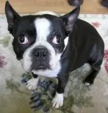 BigEyedDog.jpg