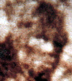 bigfoot_face.jpg
