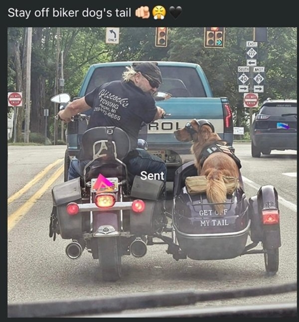 biker dog.jpg