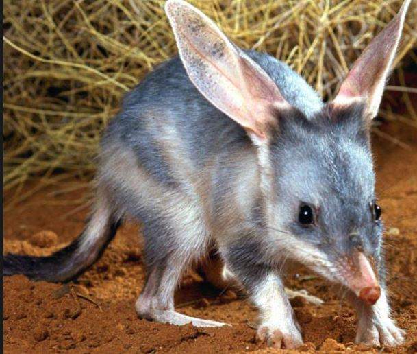 Bilby.JPG