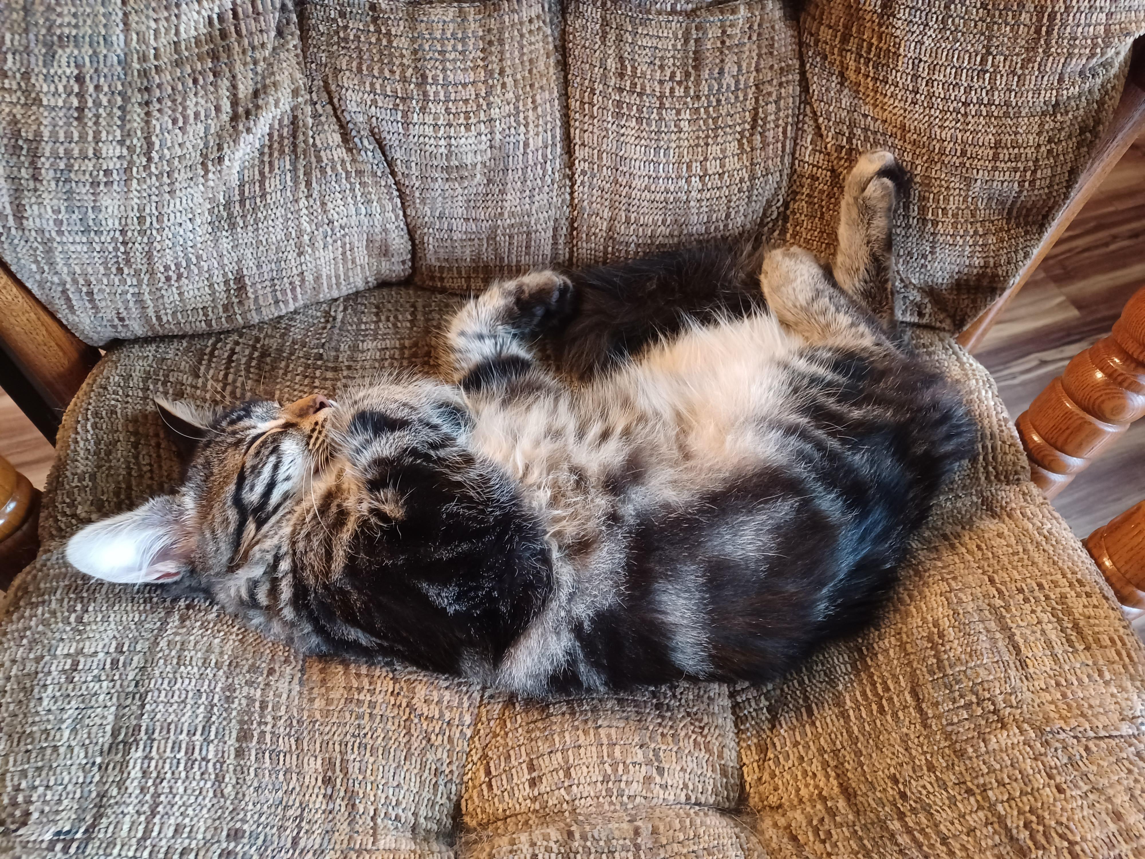 Bill is comfy.jpg