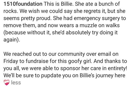 Billie dog 2.jpg