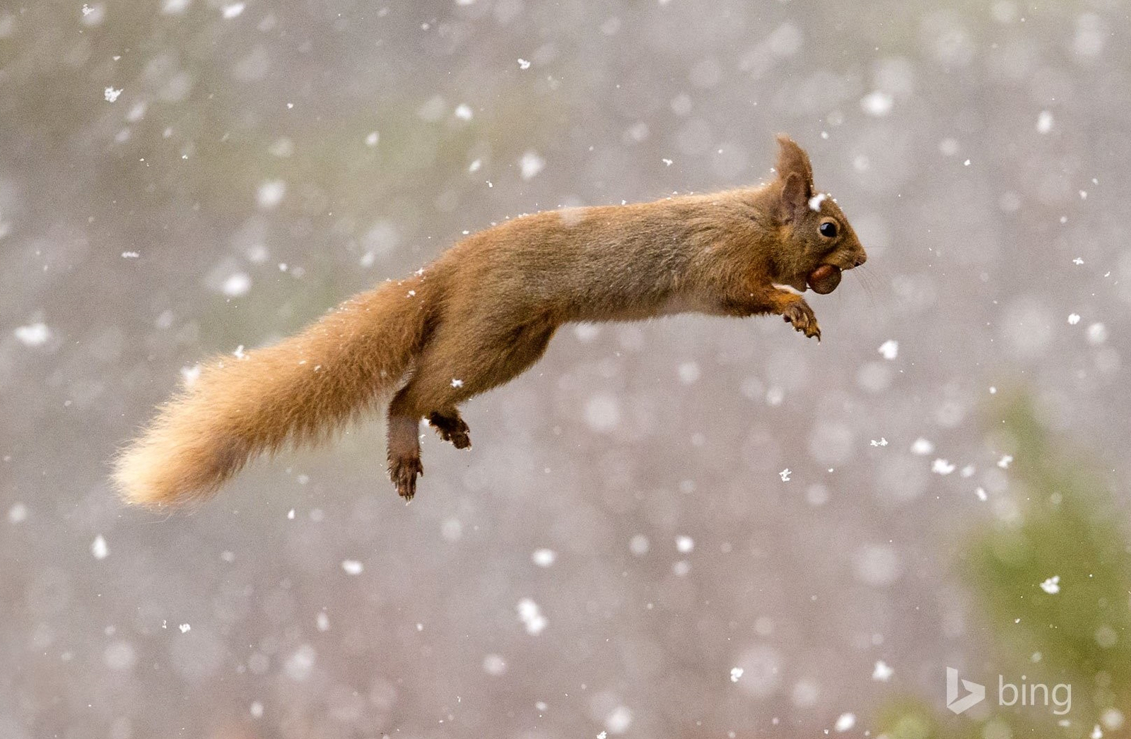 bing_squirrel1.jpg