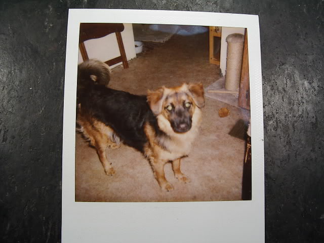 Binkle-ourpuppy-1.jpg