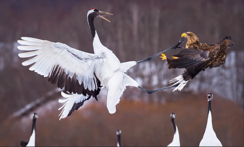 bird%20fight.png