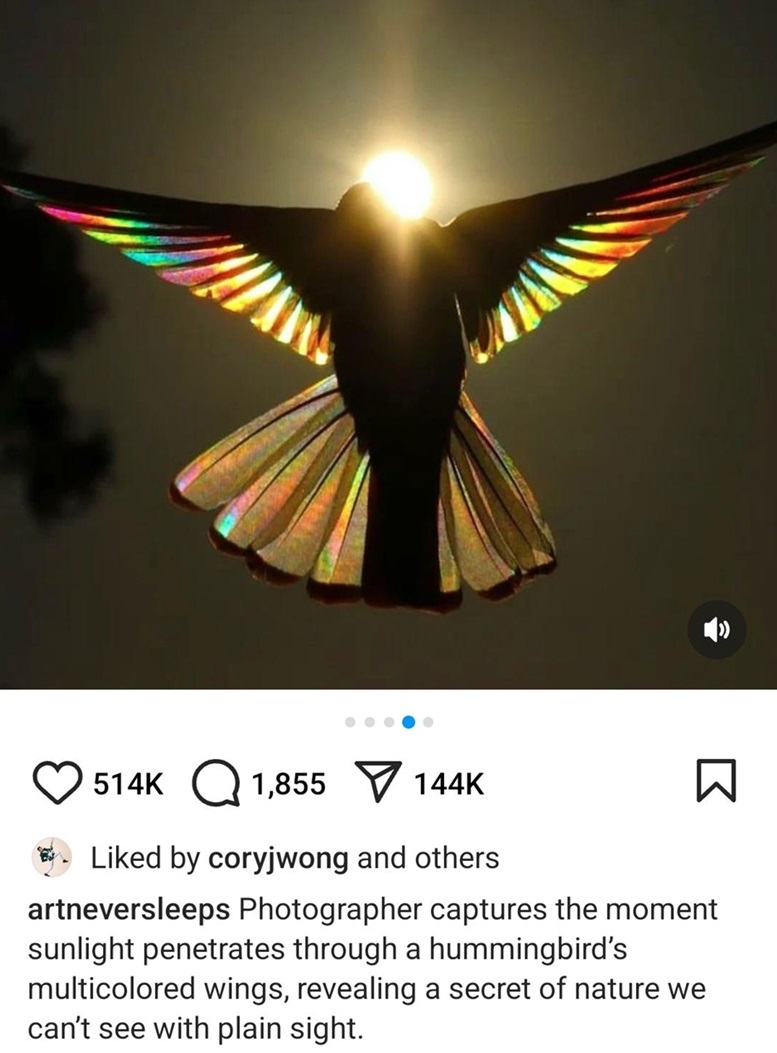 bird amazing.jpg
