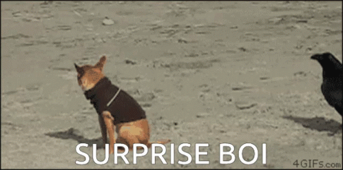 bird-dog.gif