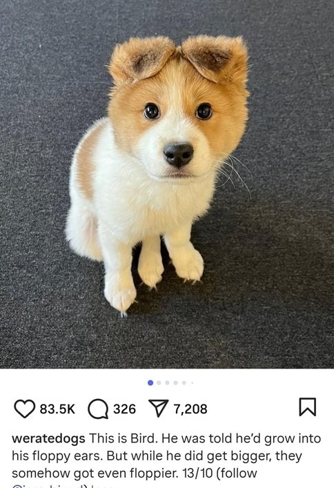 bird dog.jpg